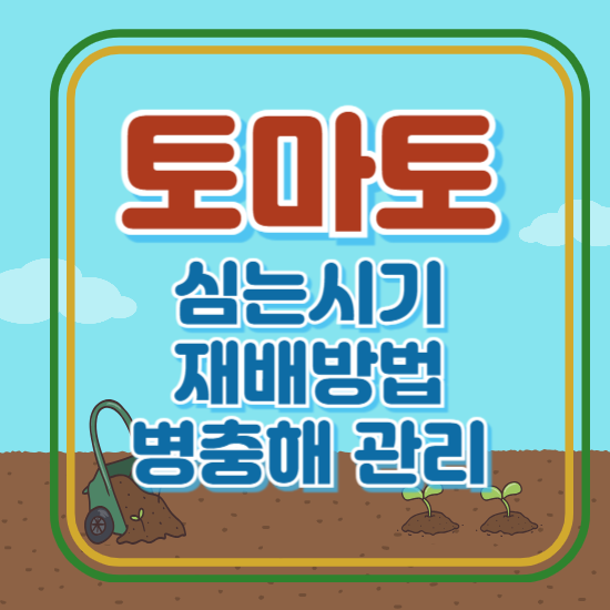 토마토 심는 시기