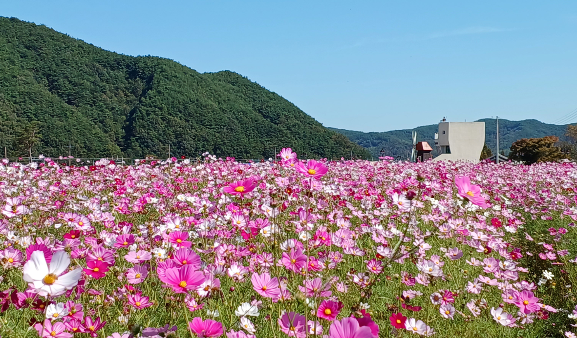하동 북천코스모스 &amp; 메밀꽃 축제장
