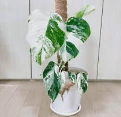 몬스테라 알보