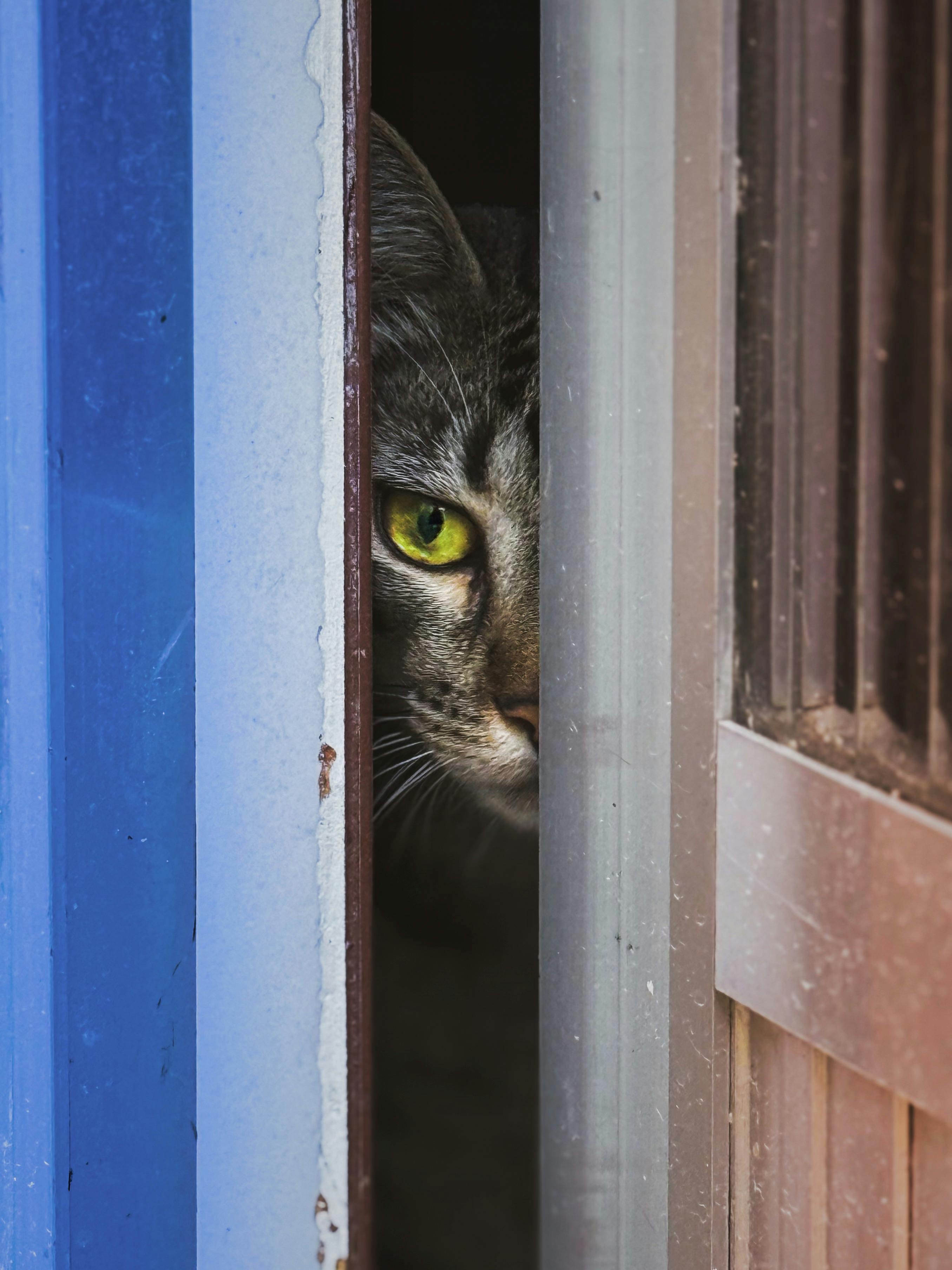 반려동물이 보호자가 외출 준비만 하면 불안해지는 ‘예측 스트레스’ 메커니즘 분석 가이드