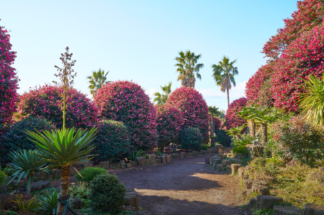 제주도 동백꽃 명소 best 5