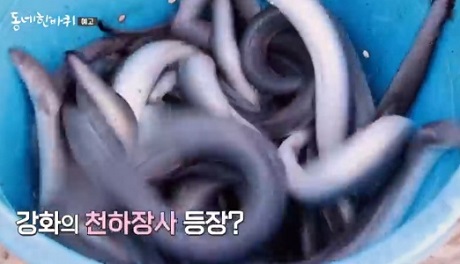 소루지갯벌장어