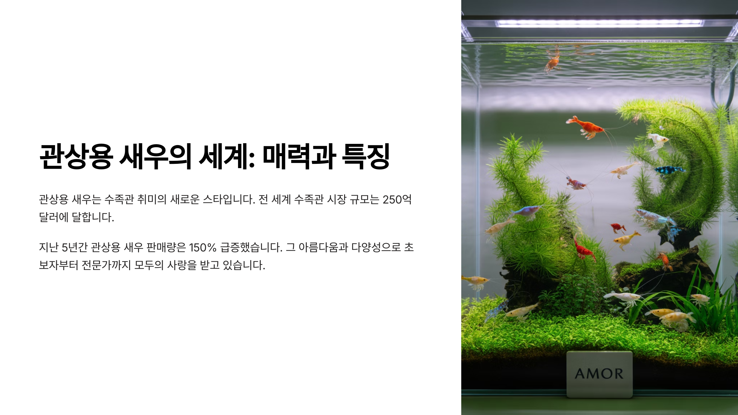 관상 새우 매력 특징