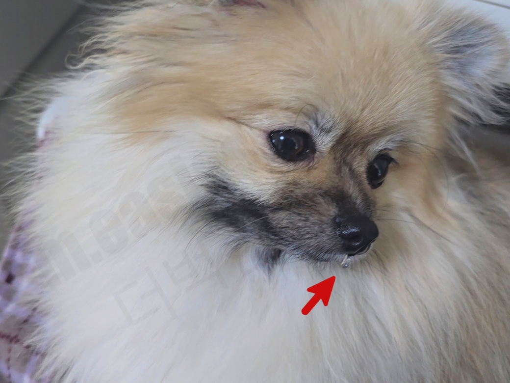 콧물을 흘리는 강아지