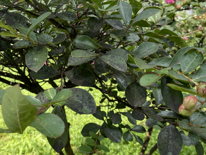 배롱나무 그을음병2