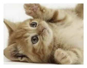 고양이 죽는 꿈