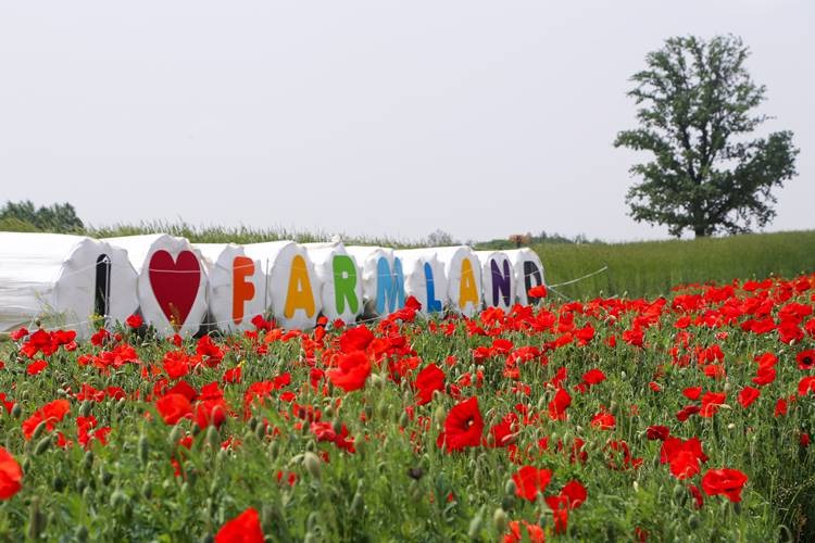 안성팜랜드 코스모스 꽃구경