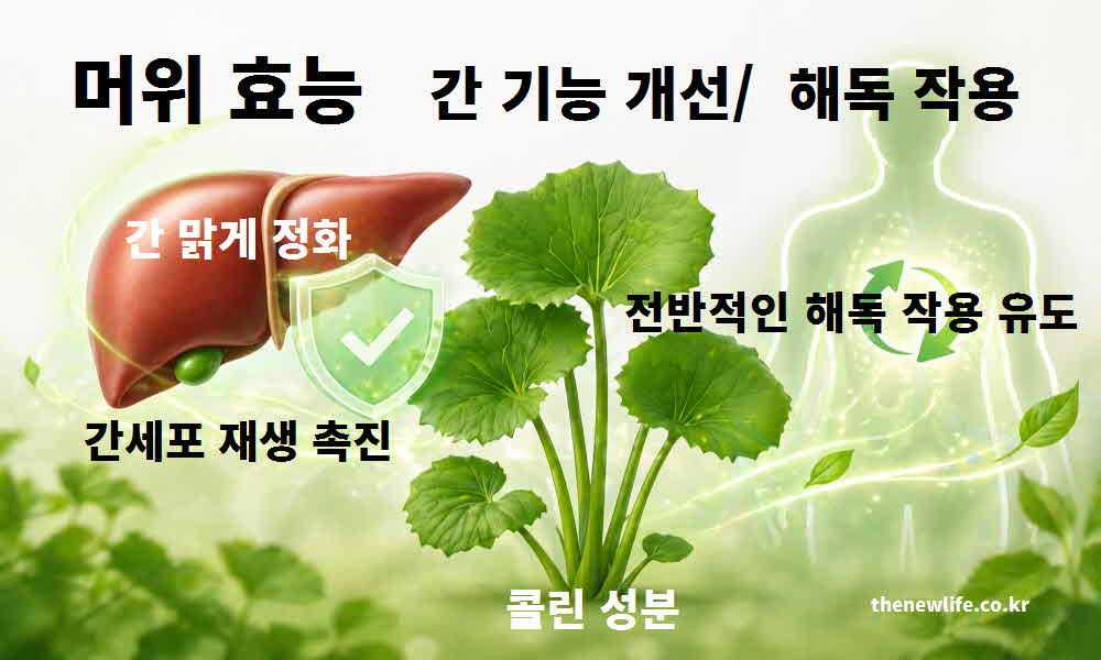 머위 효능 간 기능 개선 해독 작용