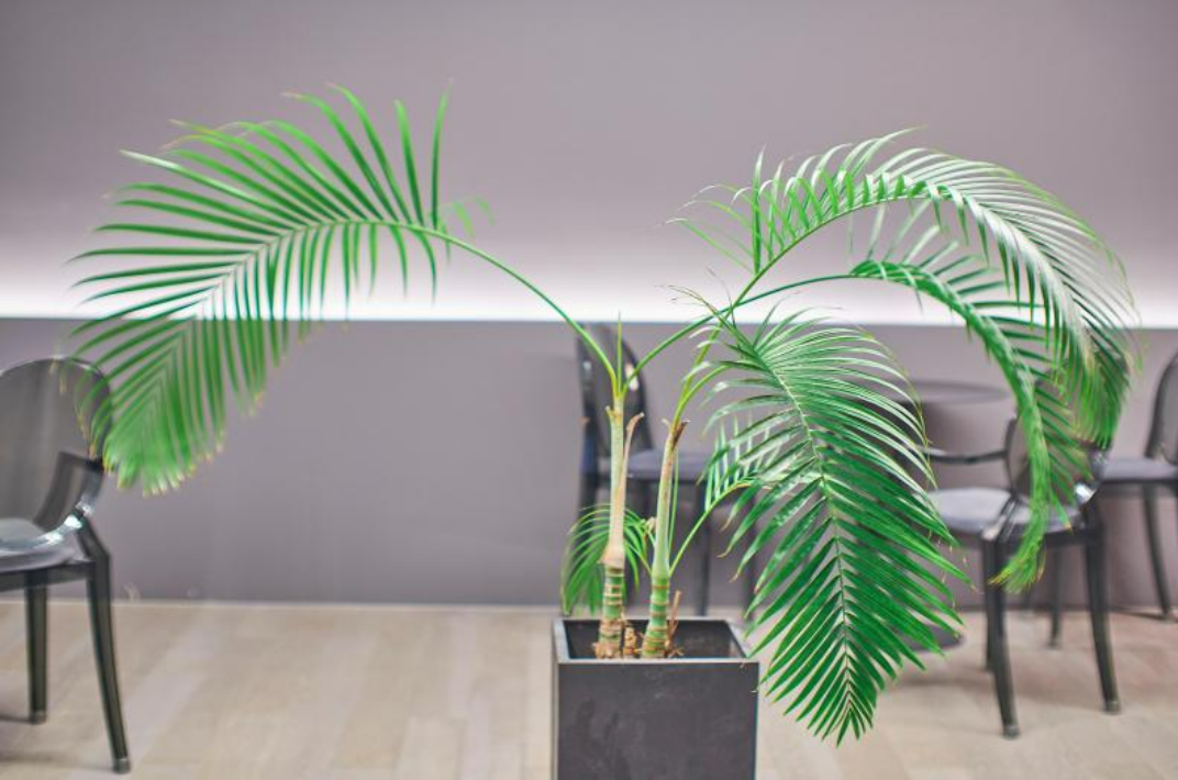 고양이 독성식물4