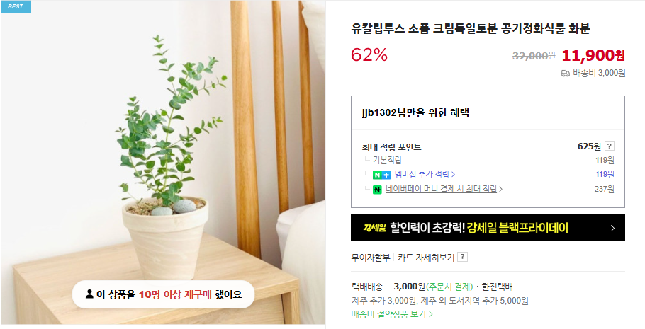 유칼립투스 키우기 및 오일 추천 (+ 효능 나무 수경 재배)