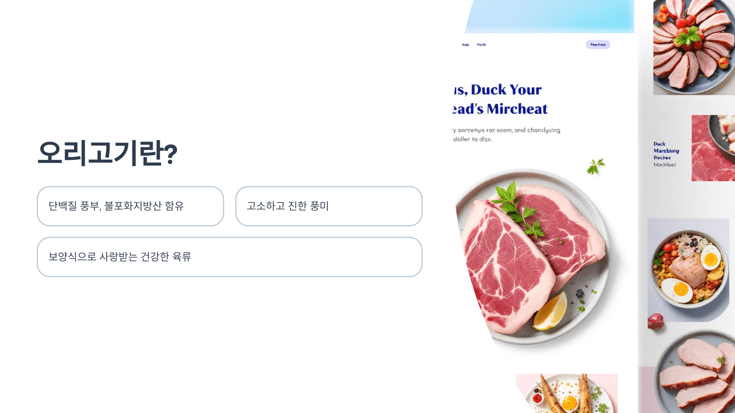 오리 사진입니다.