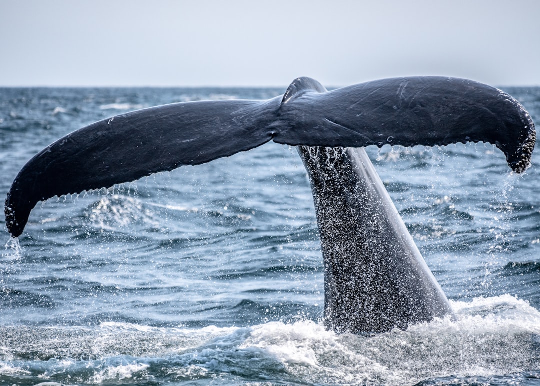 Whale