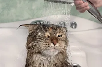 고양이 쉽게 목욕하는 방법과 준비 요령_7