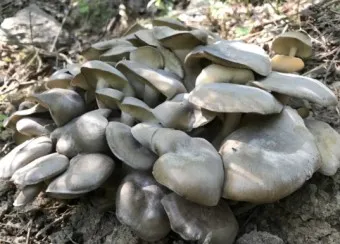 만가닥버섯 효능_23