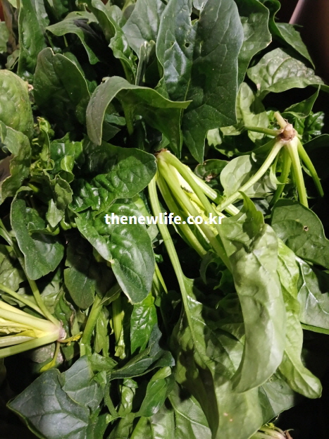 손질된 신선한 시금치 모습으로 조리 방법에 따라 시금치 효능과 영양 흡수율이 달라질 수 있음을 보여주는 사진