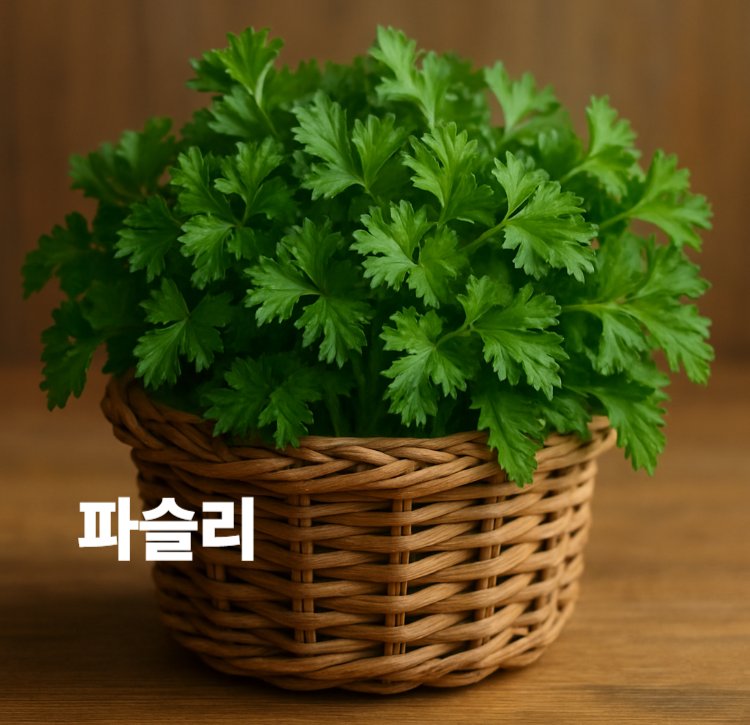 상큼한 향 철분 엽산 비타민 A C K 풍부 파슬리 효능 영양성분