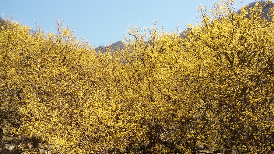 3월에 피는 꽃 산수유꽃
