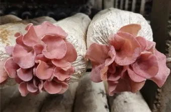 목이버섯 재배 원목 재배 수분 관리 위생 관리_12