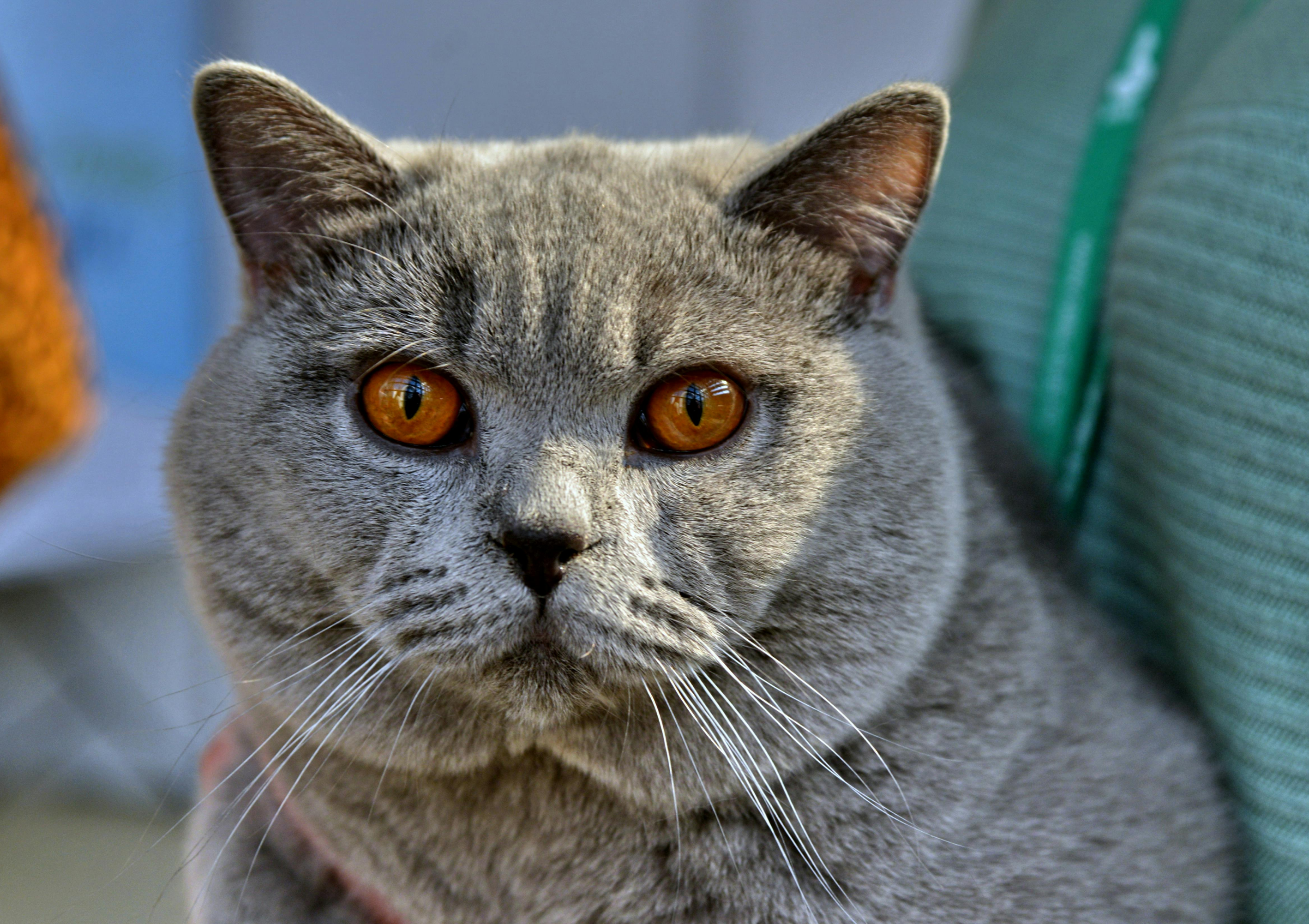 브리티쉬 숏헤어 외모