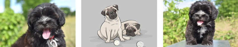 강아지가 핡는 이유