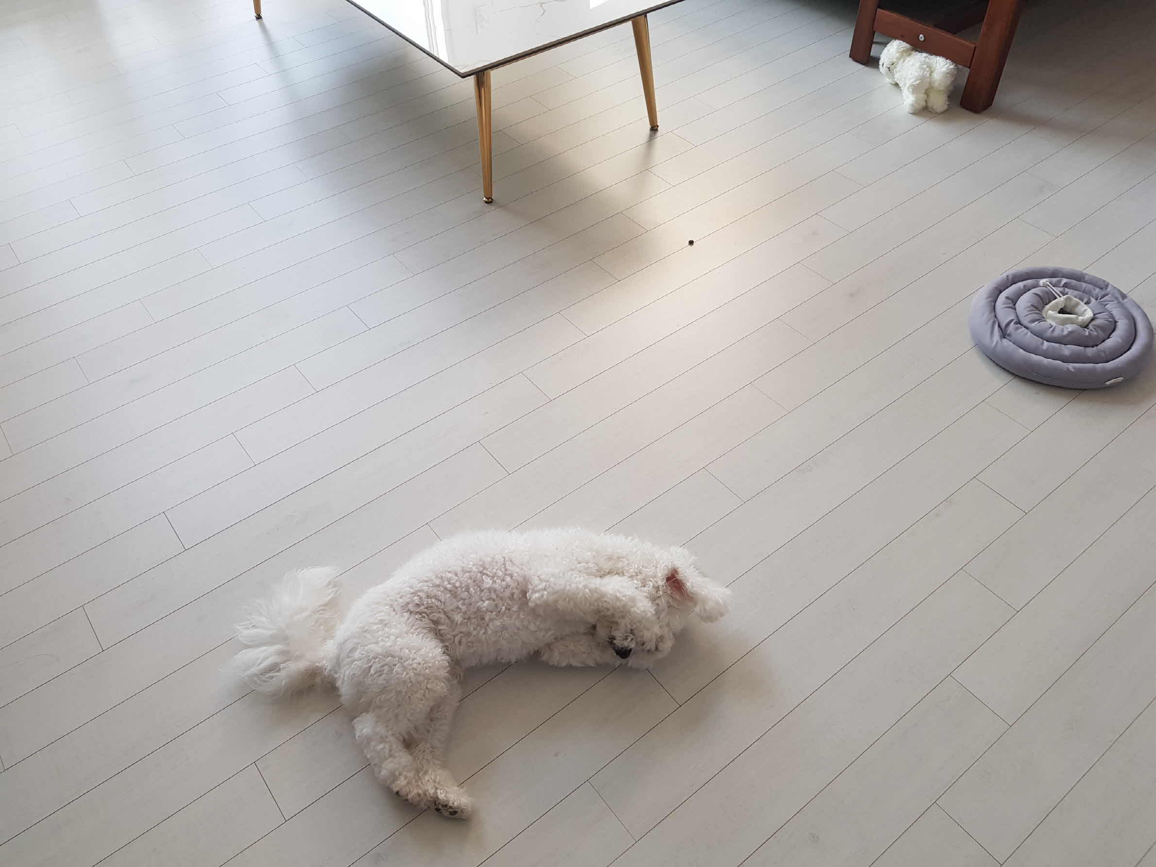 자책하는 강아지