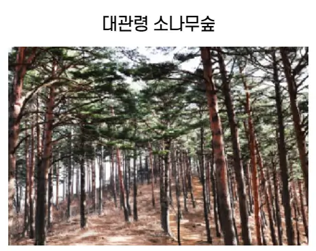 숲길체험-명품숲