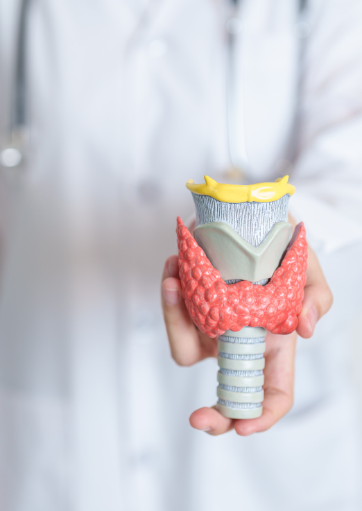 갑상선에서 충분한 양의 호르몬이 나오지 않으면 기능의 저하가 생긴다.