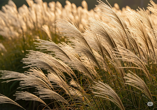 무장봉 억새군락지