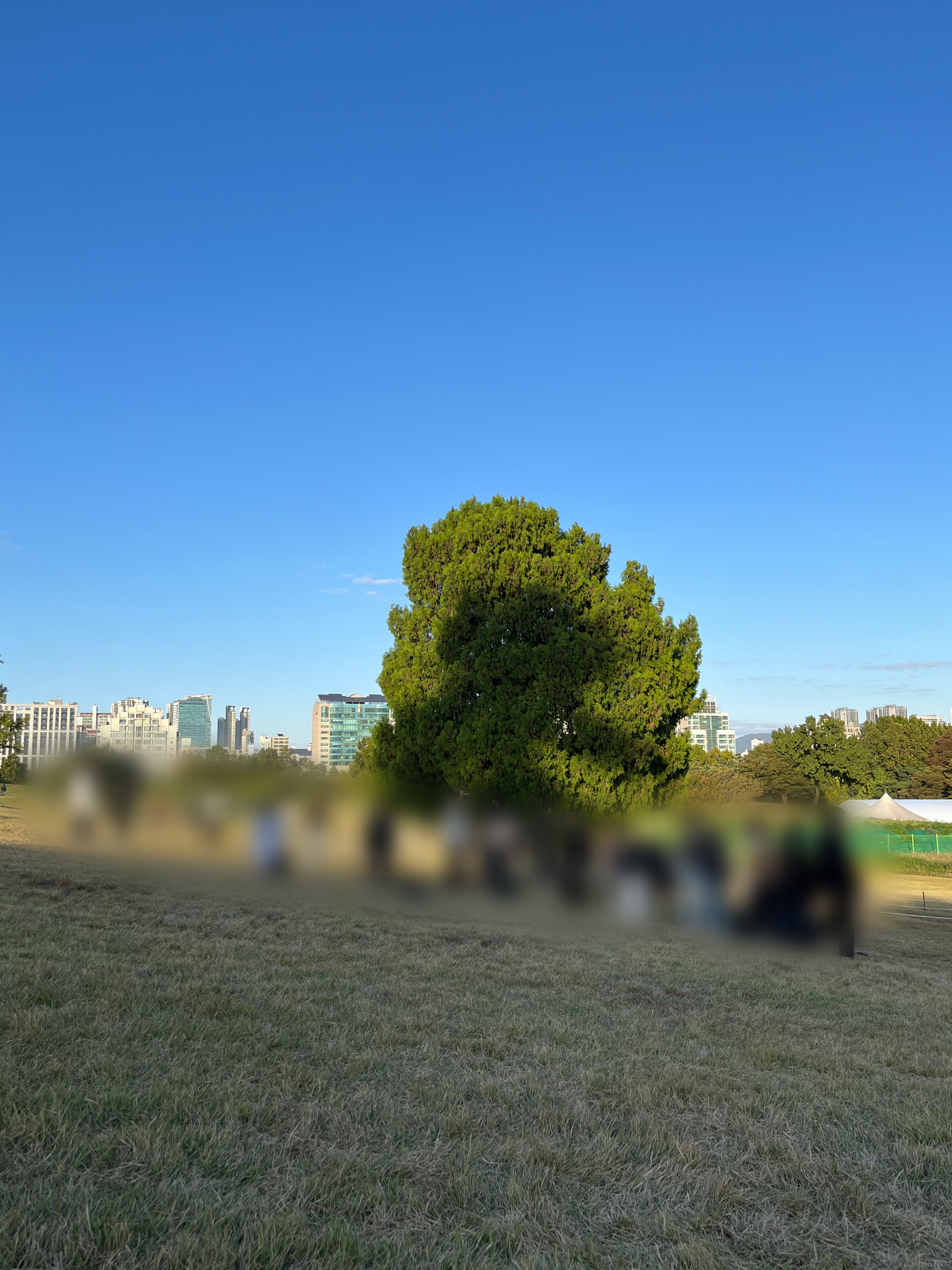 올림픽공원 나홀로나무