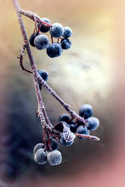 아로니아 먹는 법(아로니아 효능&amp;#44; 아로니아 분말 복용법)