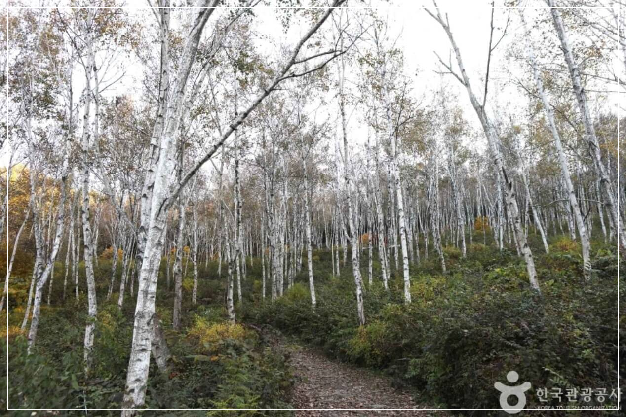 양평 가볼만한곳 베스트10 서후리숲