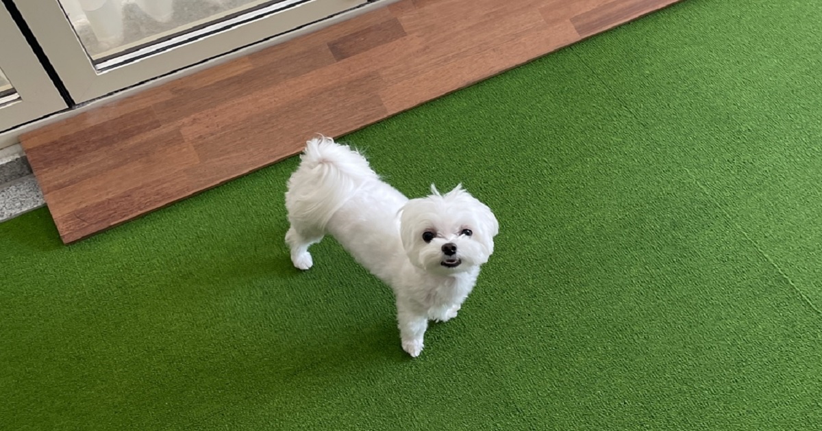 강아지-눈-다래끼-원인과-증상