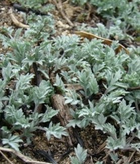 쑥 효능 부작용 칼로리 요리