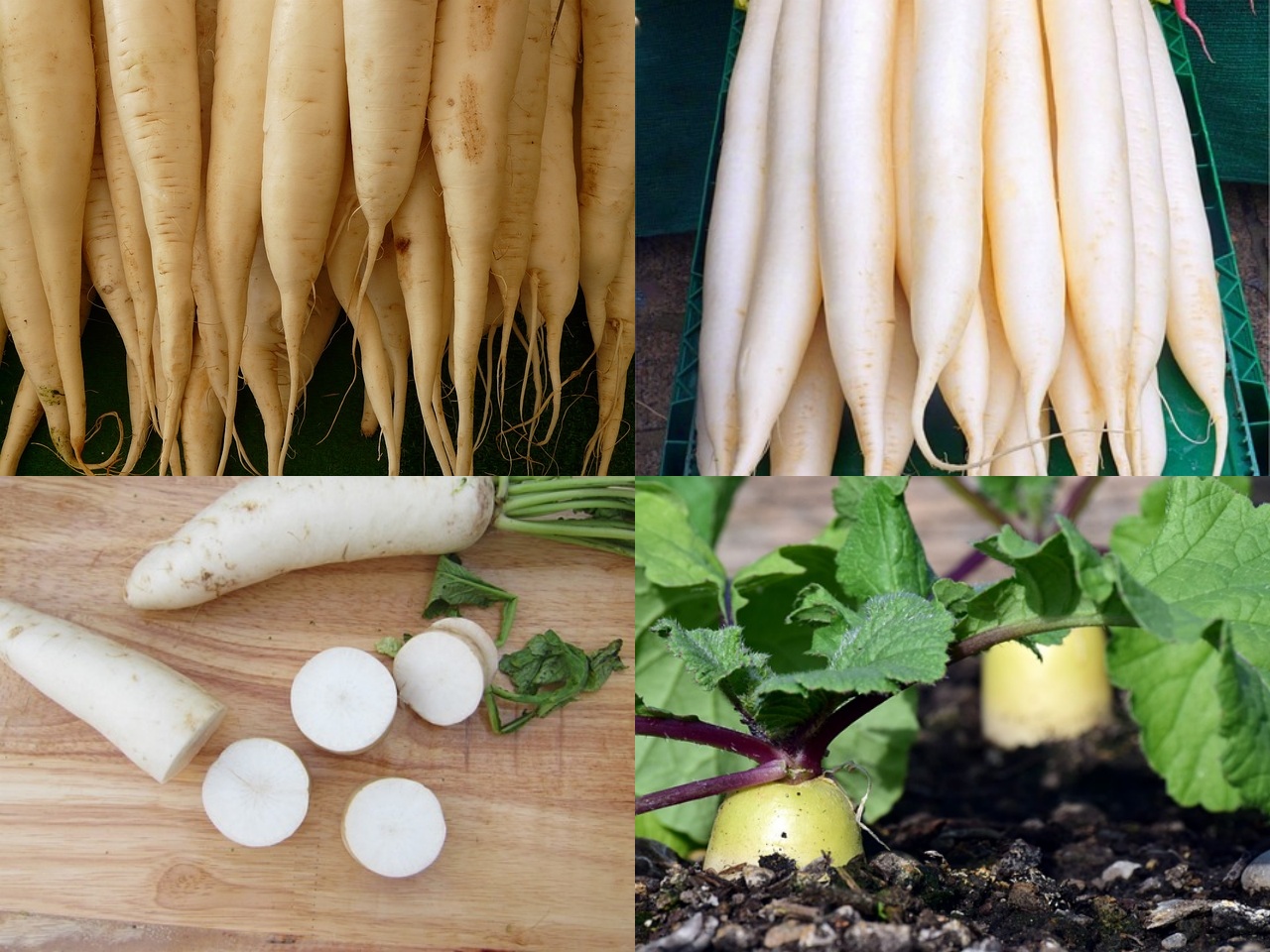 겨울철 무우보관법