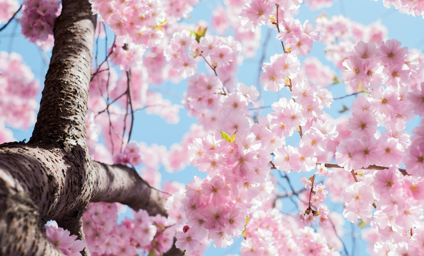 2024년 벚꽃 개화 시기
