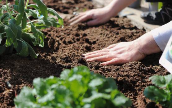 러브버그 익충, 퇴치방법은?