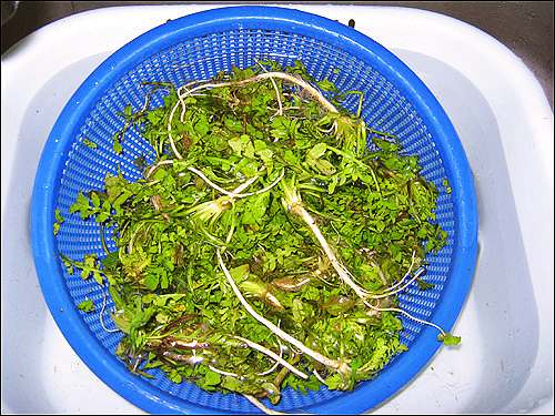 6시내고향 충남 홍성 냉이 파는 곳 전국 택배 온라인 전화 주문 추천