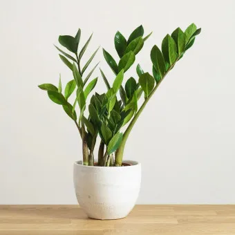 돈나무 키우는법, 물주기, 화분, 뿌리 관리, 분갈이, 재배_44