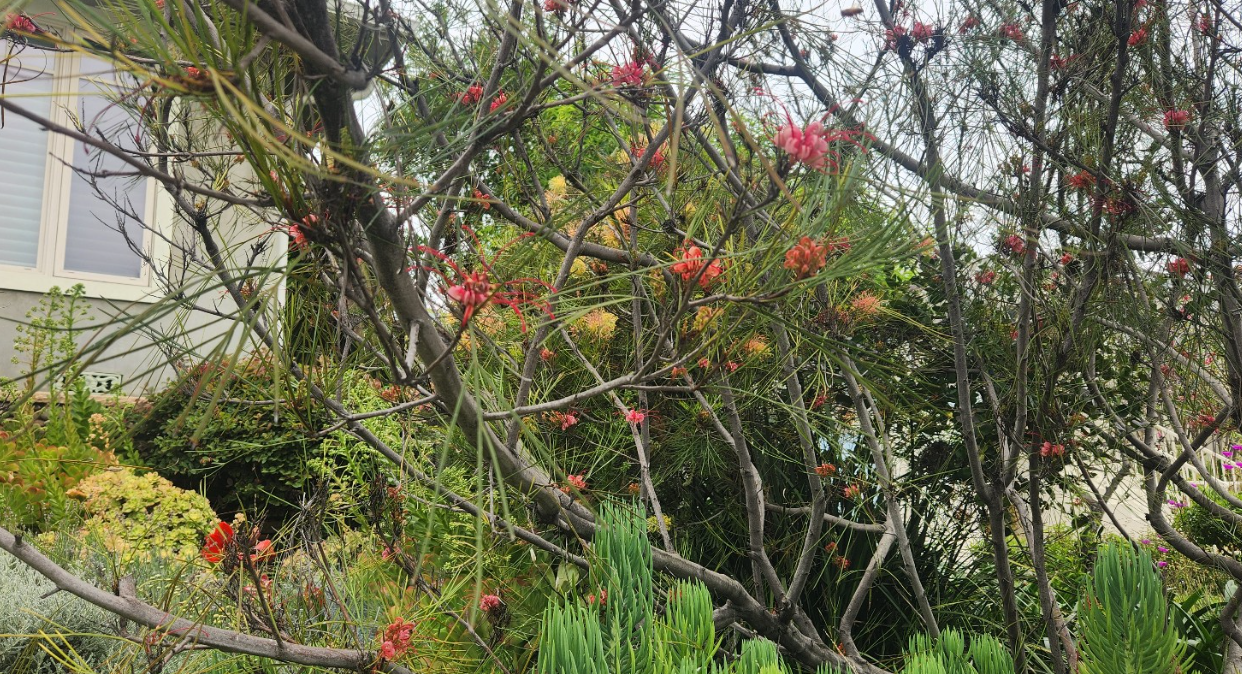 Grevillea 'Long John' or 'Moonlight' 
🌸 그레빌레아 (Grevillea)