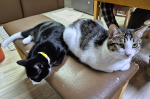 고양이 두 마리가 가까이 누워 쉬는 이유, 꼭 붙어 있어야 친한 걸까?