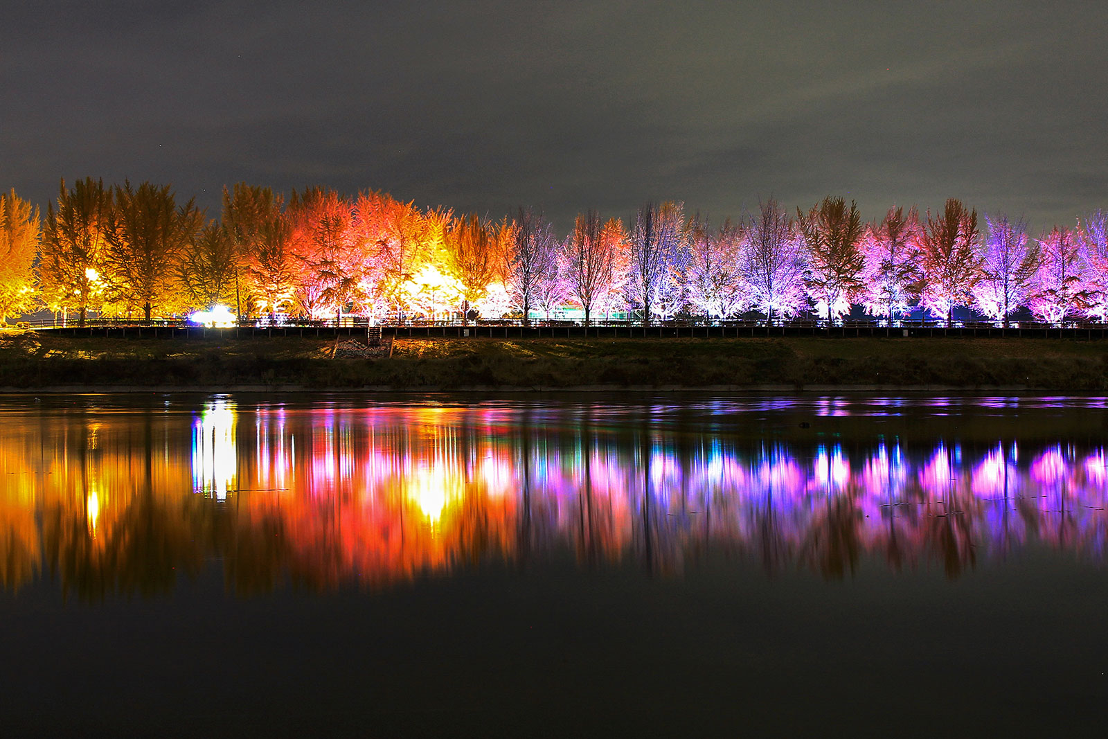 ▲ 황금빛 물든 아산 곡교천 은행나무길. 아산시