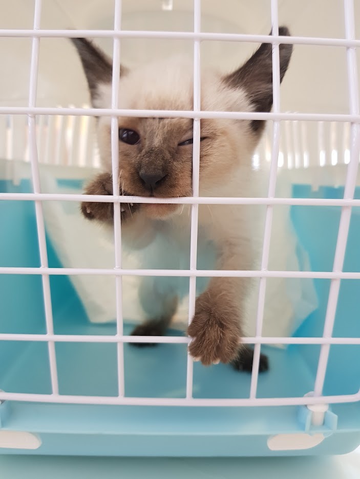 케이지 안의 아기 샴고양이 크림이