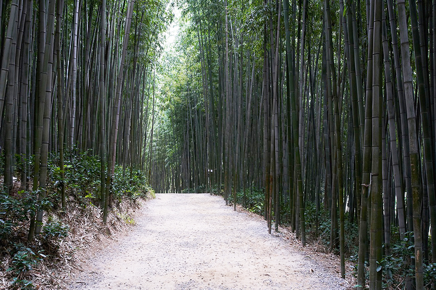 담양 죽녹원