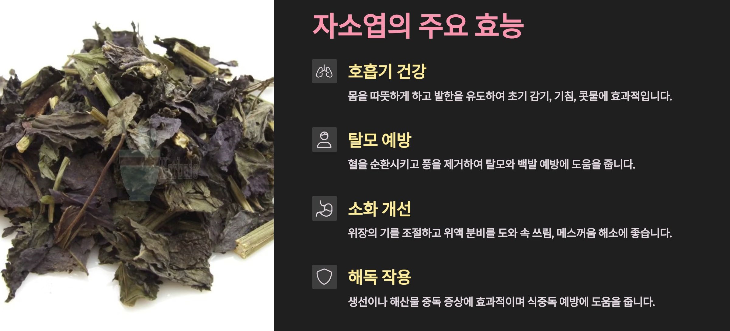 자소엽 효능