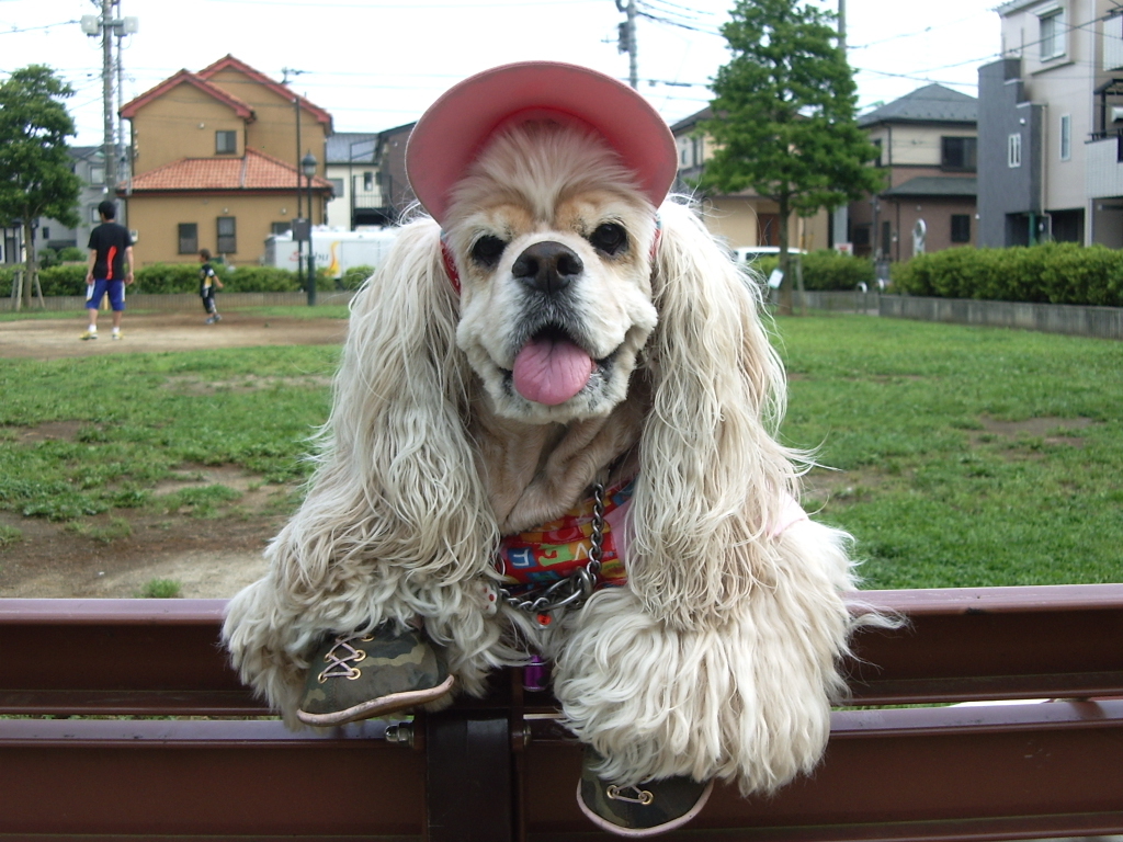 모자 쓴 강아지 사진