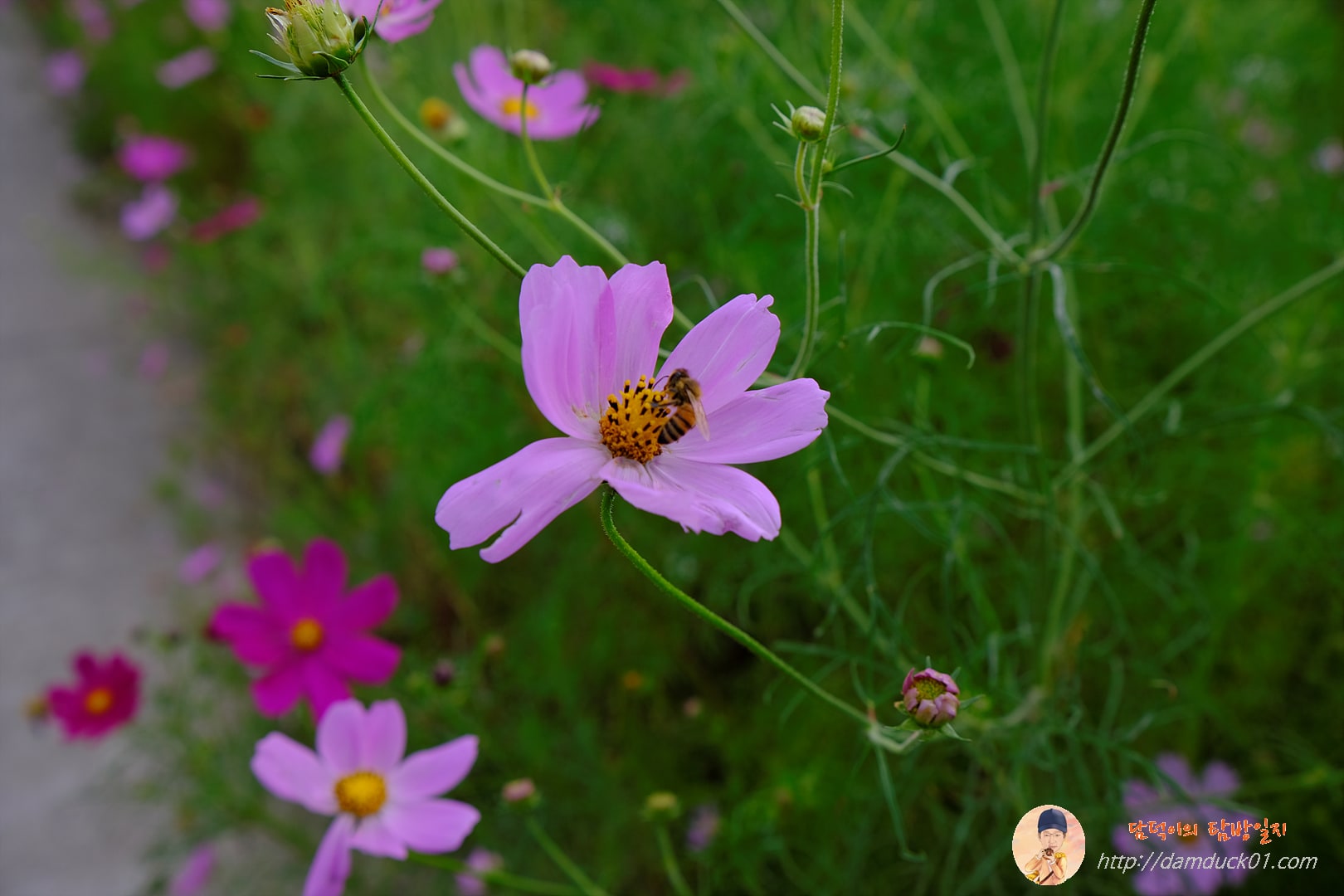 가을-코스모스-벌-담덕이의탐방일지