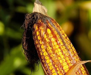 옥수수 수염차 효능 이뇨 작용에 도움