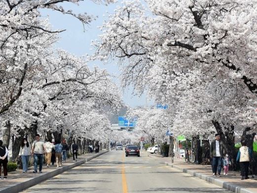 구리 벚꽃