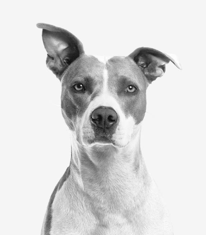 반려동물관리사-취업-설명하는-사진