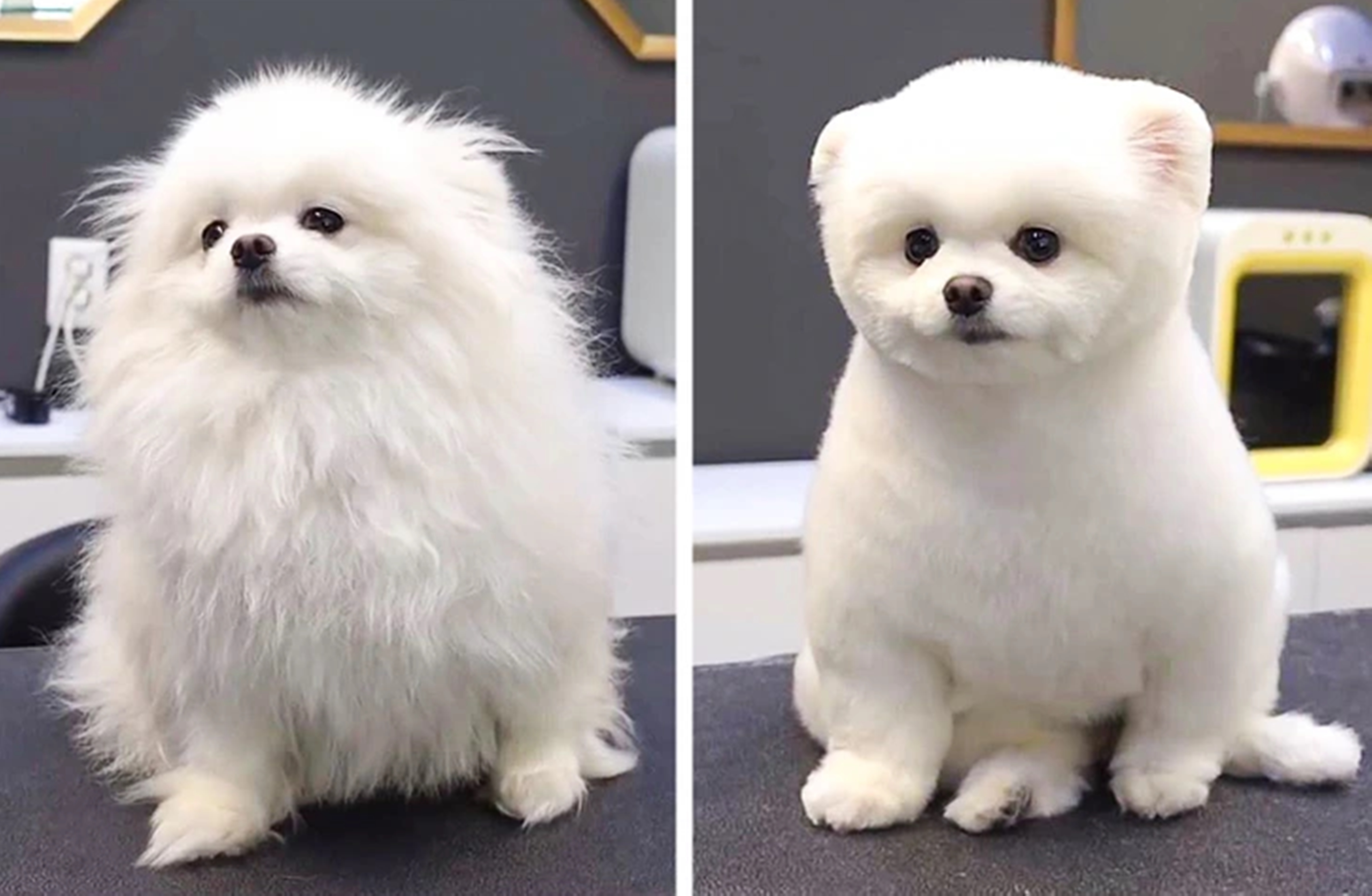 수완지구애견미용학원